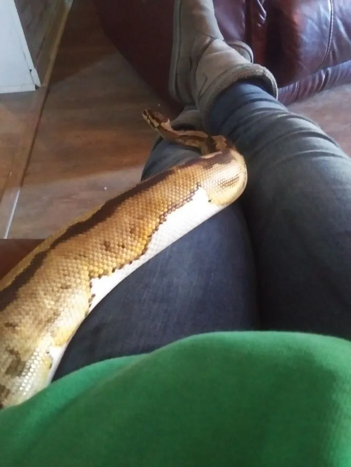 🐍🐍🕷️such A Good Boy!