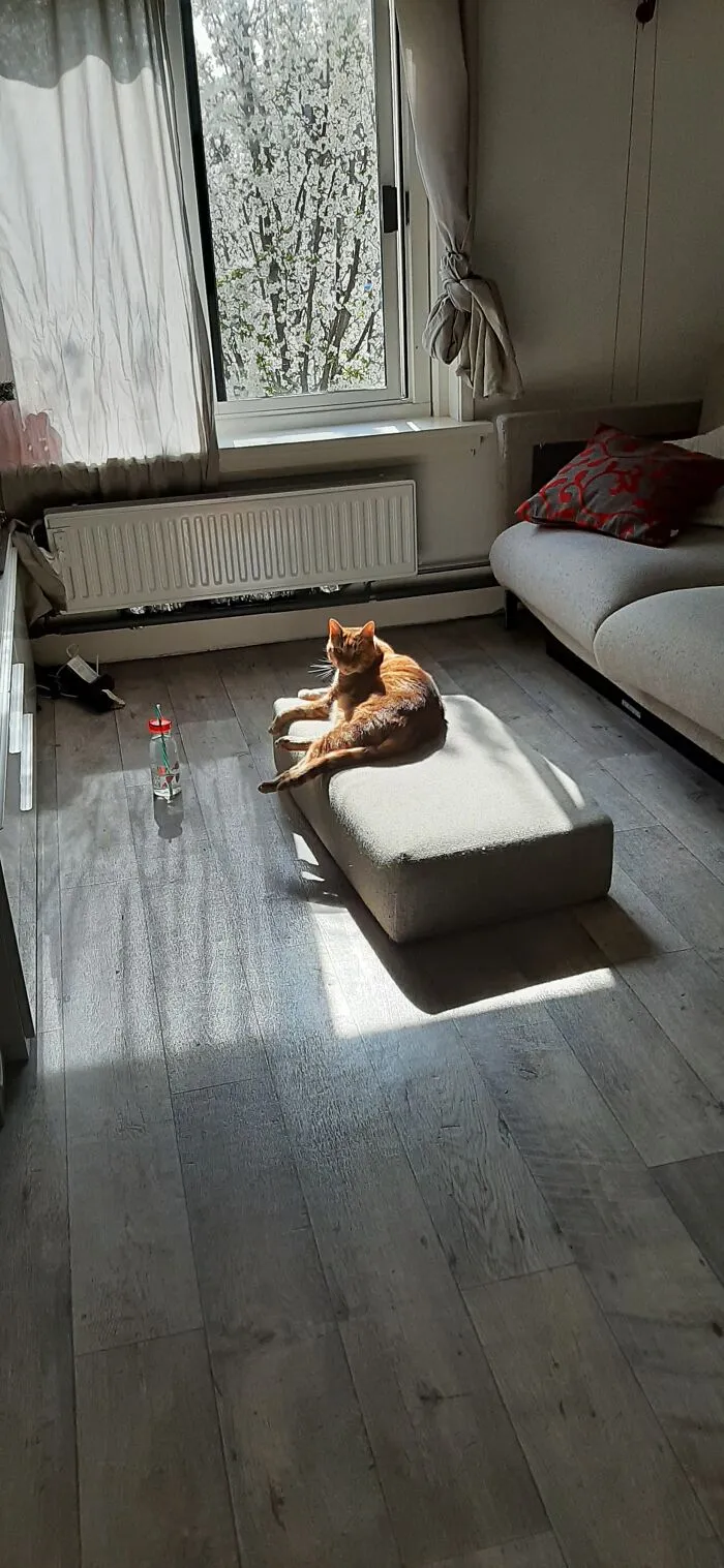 Open Window Plx