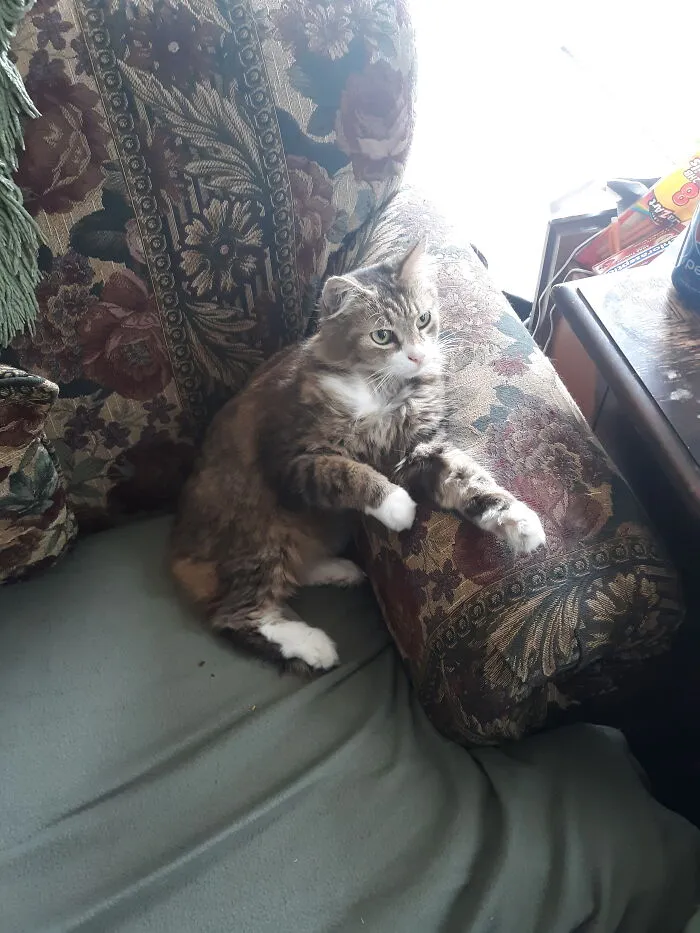 My Little Spirit Animal