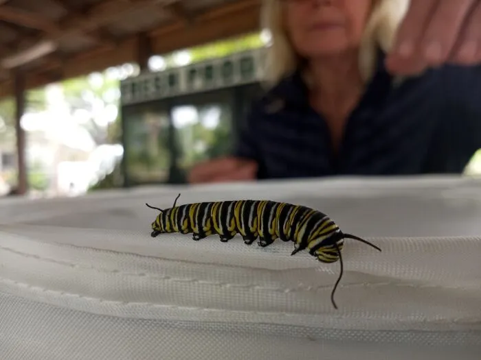 Caterpillar