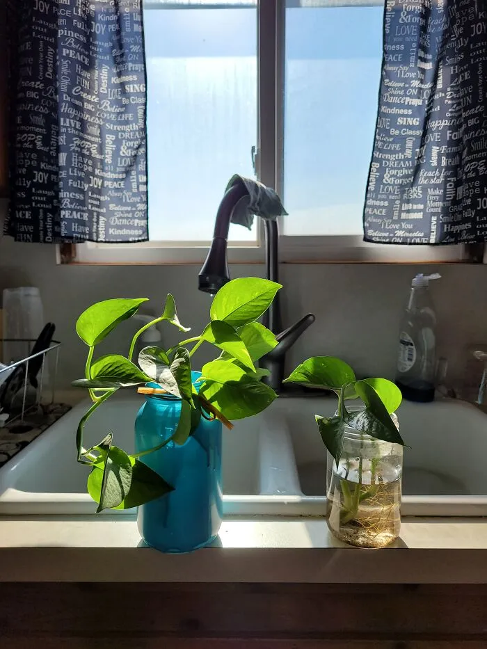 Plant Babies