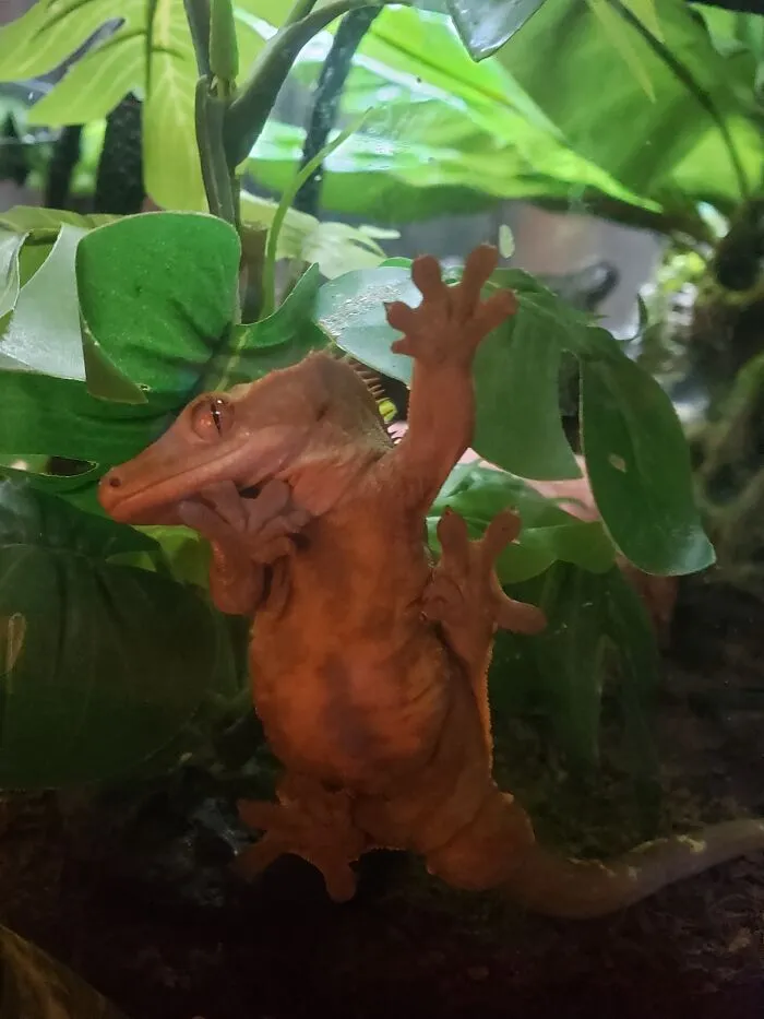 Jabberwocky Being His Awkward Self