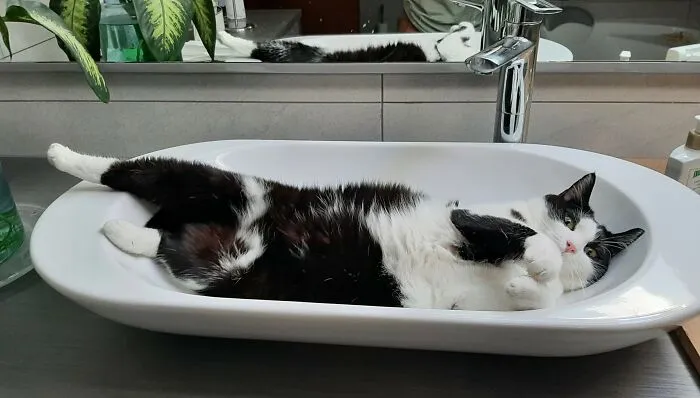 Pippa Likes The Sink