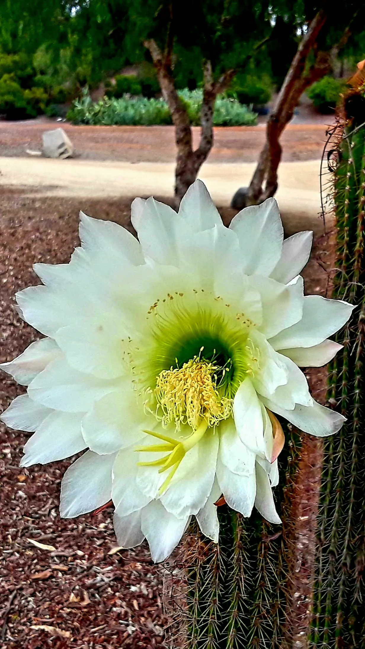 15 Strange Yet Beautiful Flowers From Planet Earth