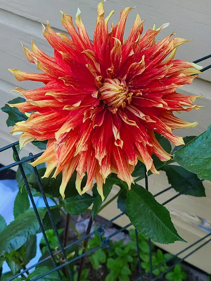 Dinner Plate Dahlia