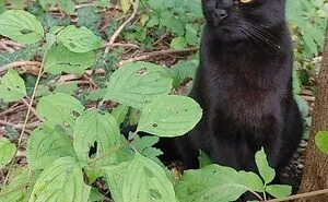Hey Pandas, Post The Prettiest Picture Of Your Pet