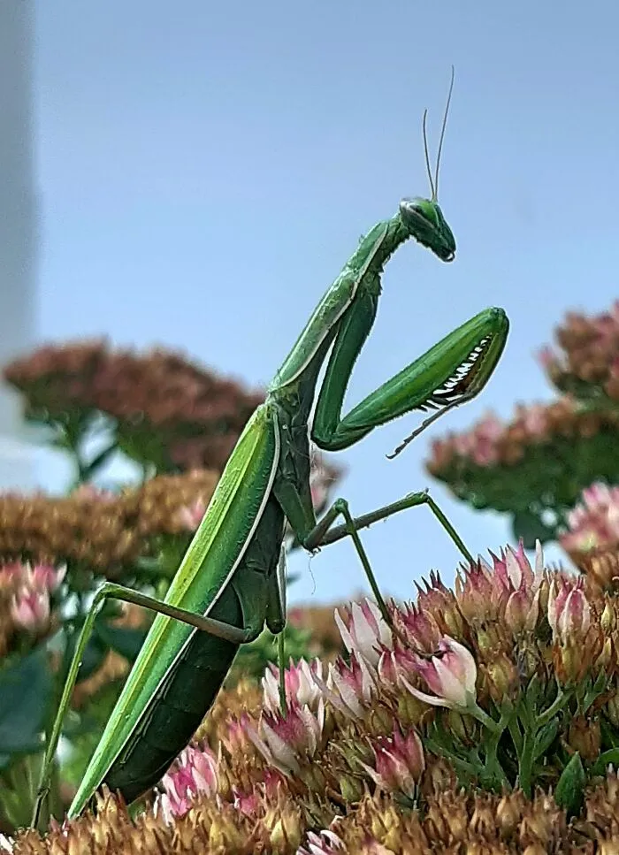 This "Alien" Is The Biggest Insect I've Ever Seen In A Garden Near My House