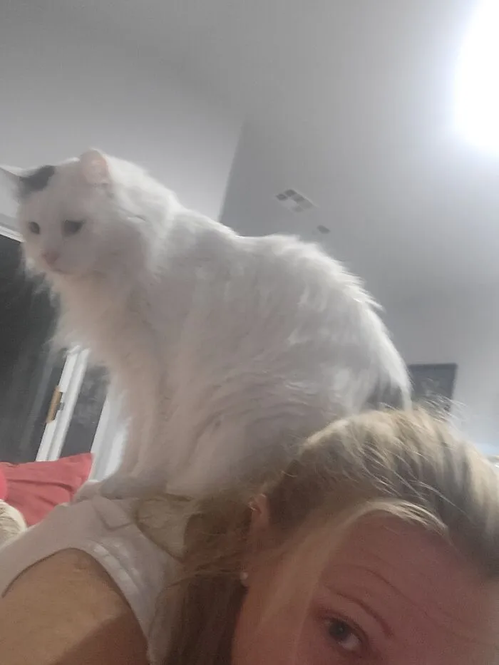 All Hail Oreo - The Supreme Overlord