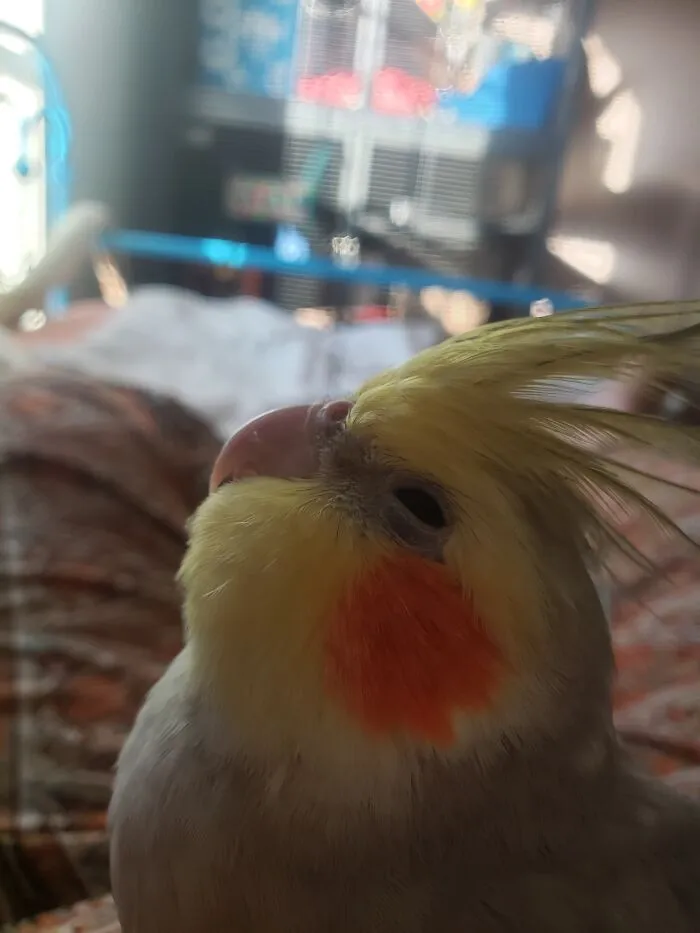 I Don't Really Know If He's Considered Exotic