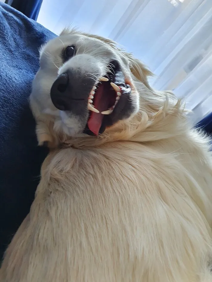Ferocious Wolf Finley