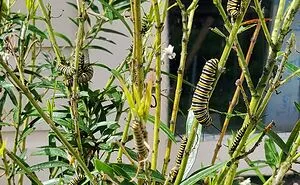 Hey Pandas, What Is Your Favorite Picture Of A Plant That You Captured? (Closed)