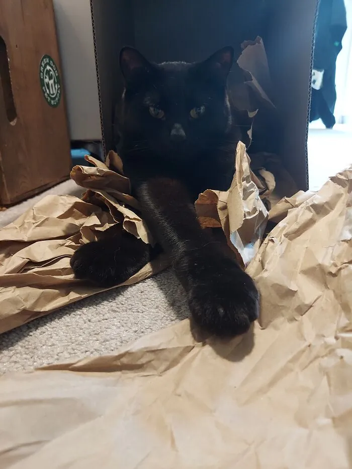 Paws Of Destruction
