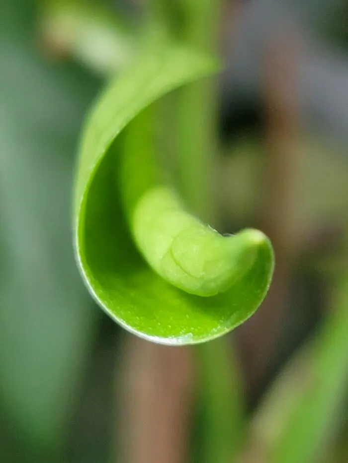 New Growth