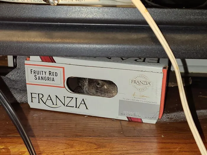 Hafte, The Savannah Monitor