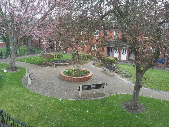 Falling Blossom Or Falling Snow?