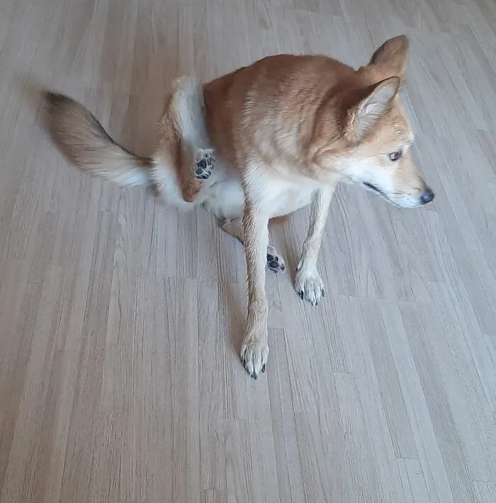 She Was Sitting So Pretty, But Then She Started Scratching