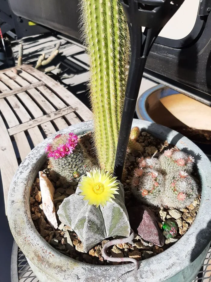 Cactus Flowers
