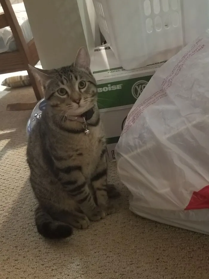 Little Brother Remy
