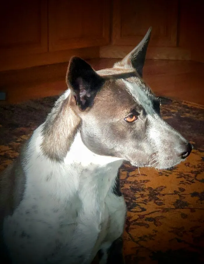 A Dog Named Kitty