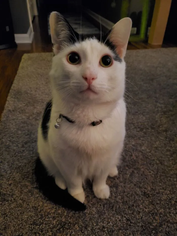 Pepper!