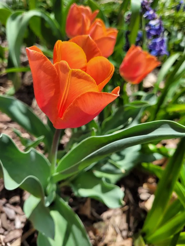 Tulips