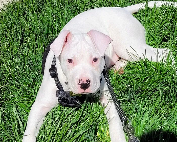 My Cloud Pittie Pup Cirrus ☁️