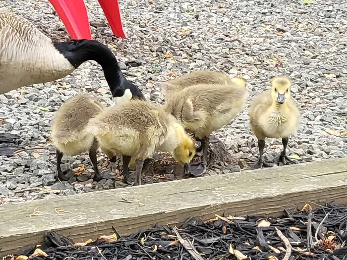 Babies!