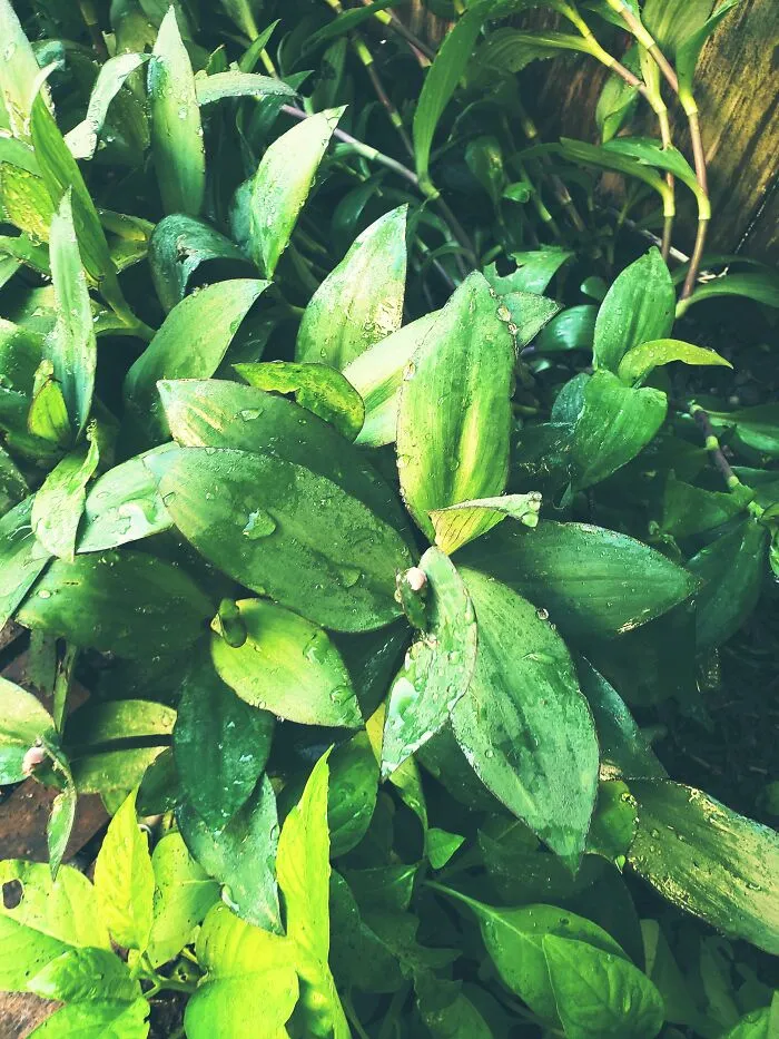 I Took This Picture In My Backyard And I Think It Turned Out Nice