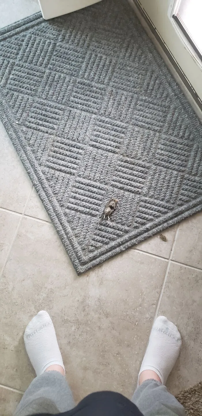 🐀 😵 Why?