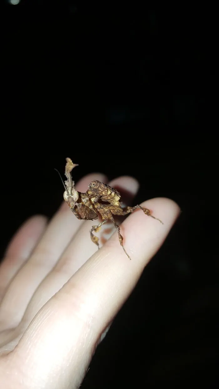 My Boy Dracula, A Ghost Mantis