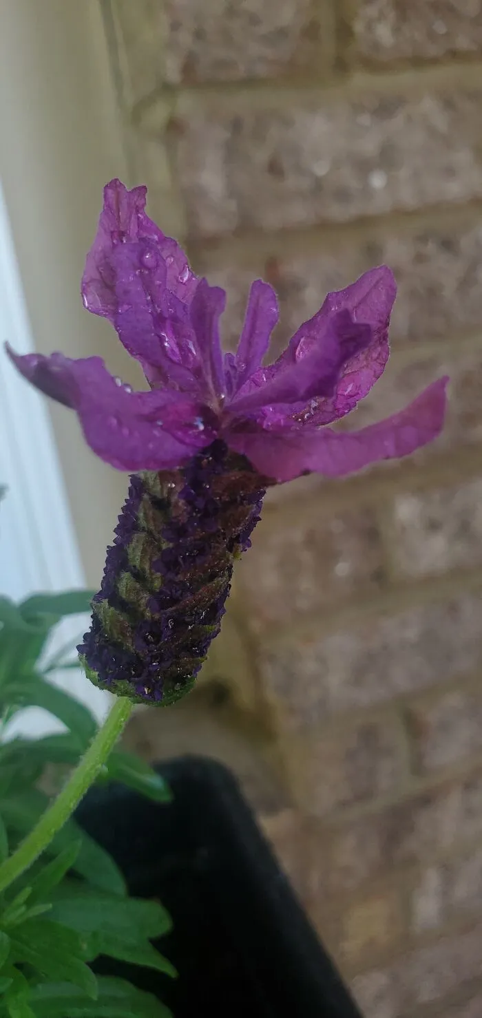 Currently, It's My Blooming Lavender