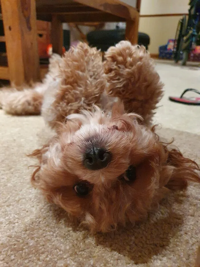 Tummyrubs 4 Ever