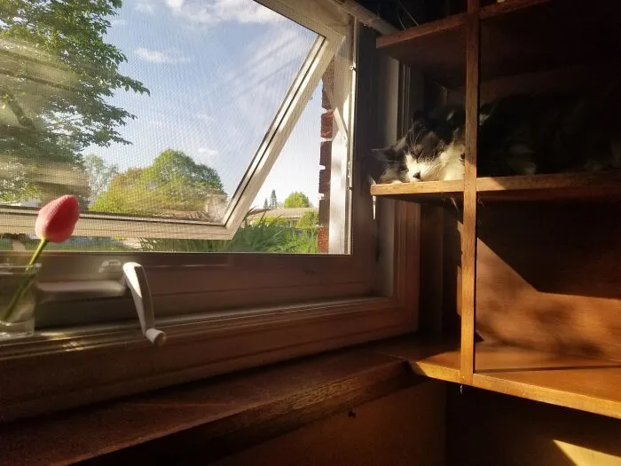 I Keep This Corner Of The Book Shelves Clear For Her. Just For Moments Like This