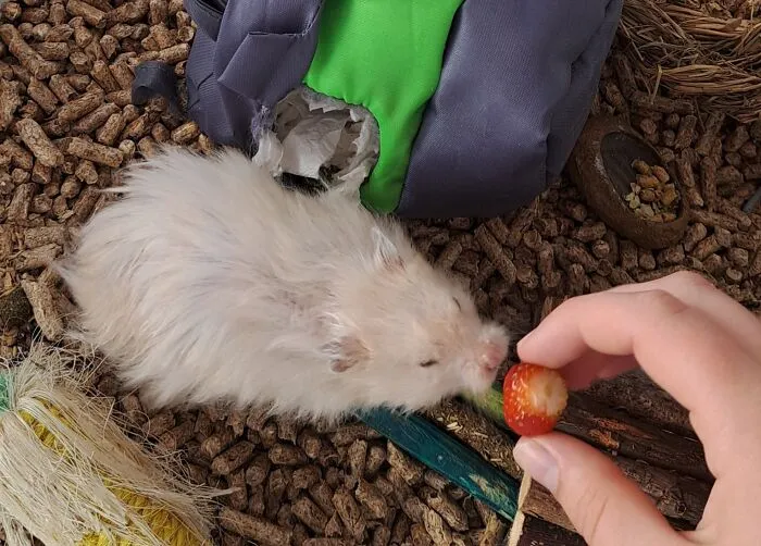 Babybel!