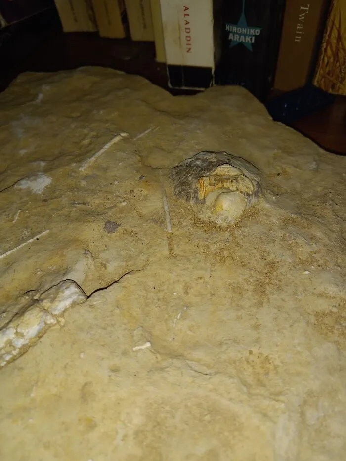 Fossil Hunting The Backroads Of Kansas!