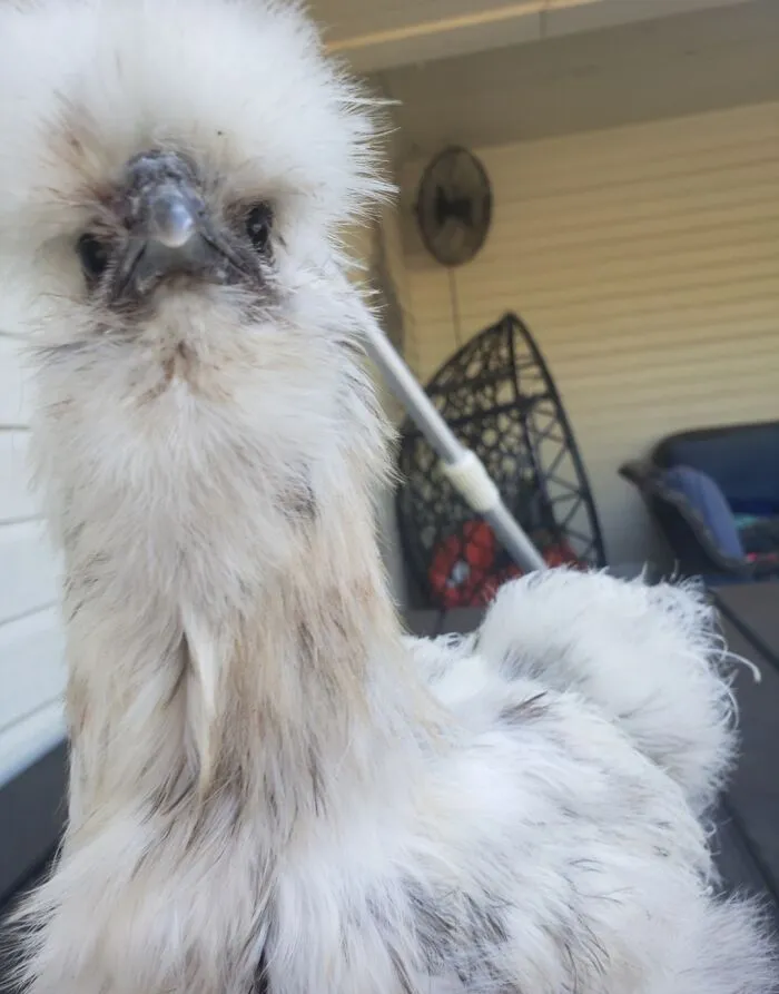 My Silkie Chicken