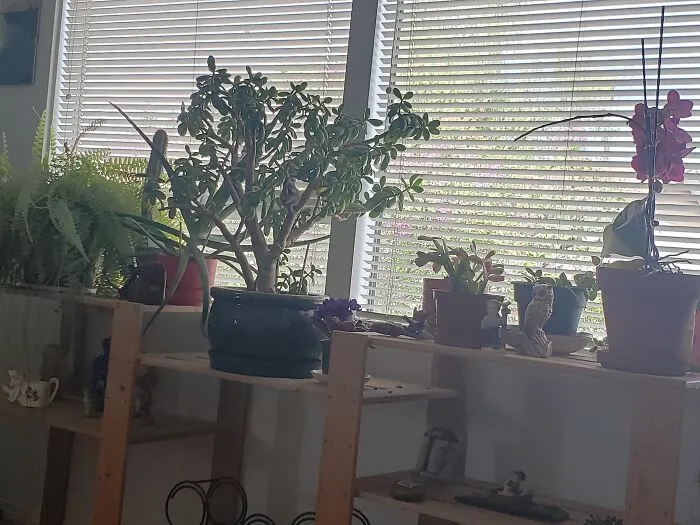 You Can Kind Of See The Lilac Bush Outside Too