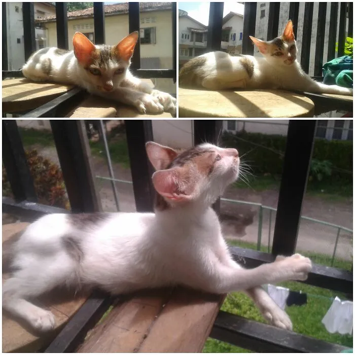 Basking In The Sun's Glory