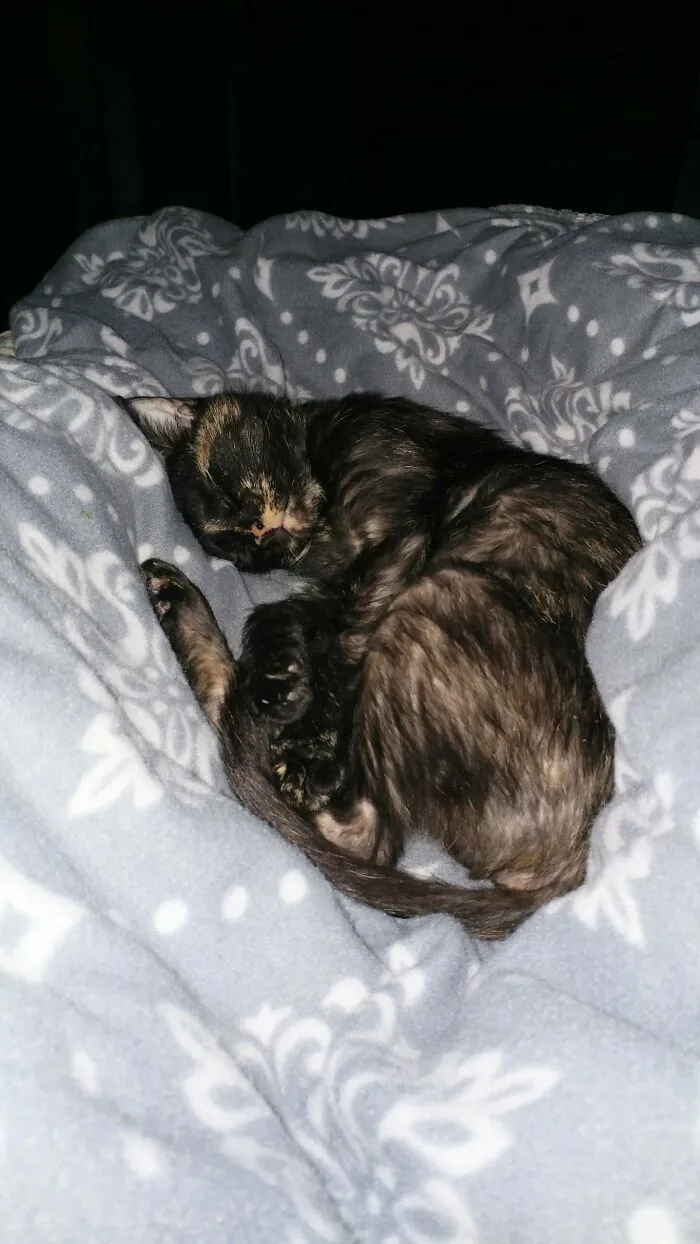 Sleeping On My Spouse A Couple Of Weeks After We Rescued Her.