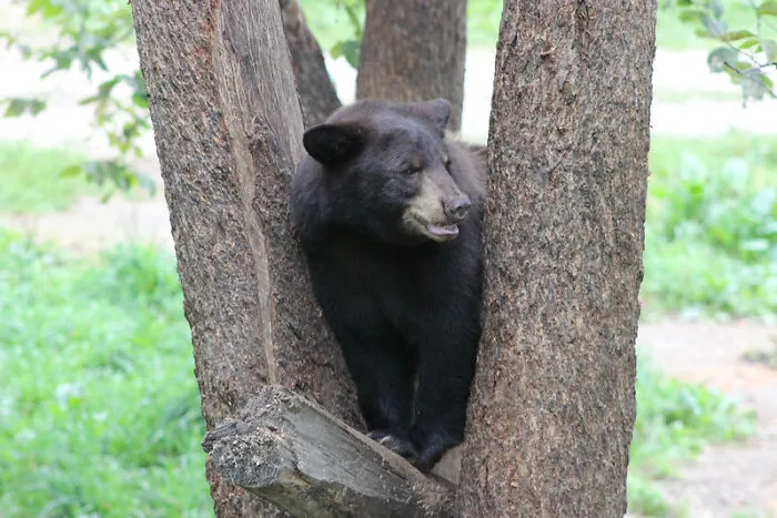 The Cabin In The Woods And A Bear On Our Tail