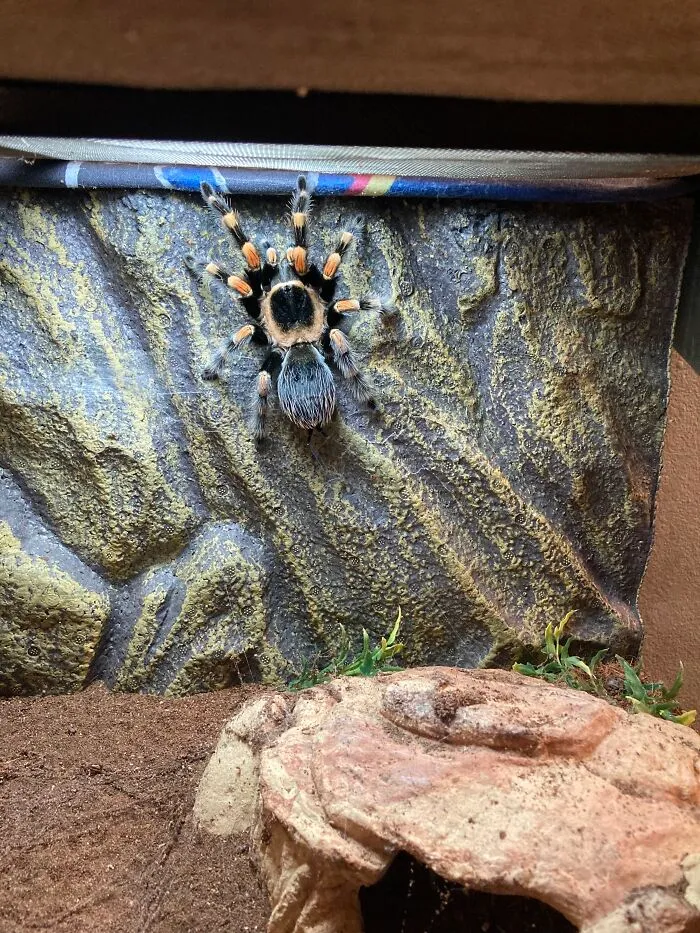 Skully ,my Brachypelma Smithi