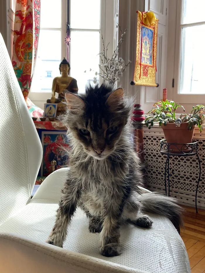 After 16 Years Of Meditation, He Arose From It