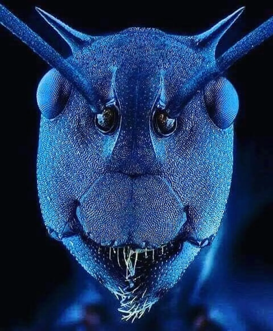 26 Macro Images Invisible To Human Eyes That Will Amaze Them