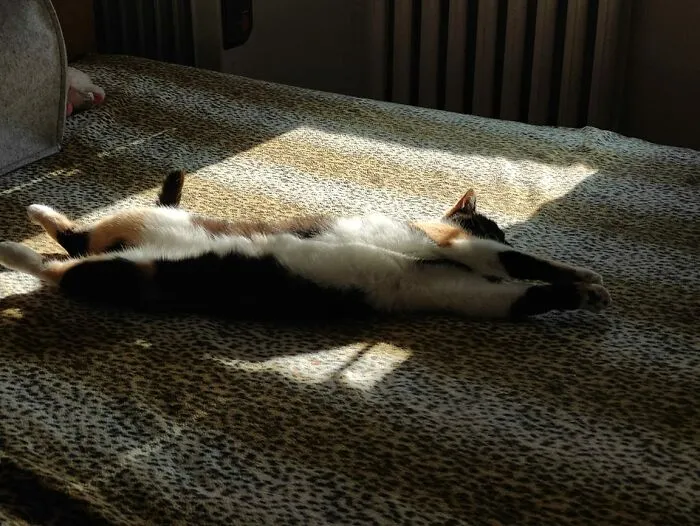 Mishi's Afternoon Nap
