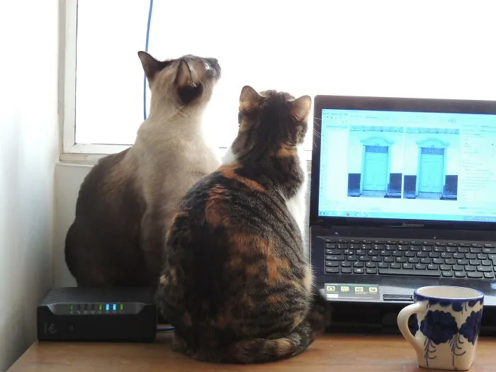 Google And Explorer