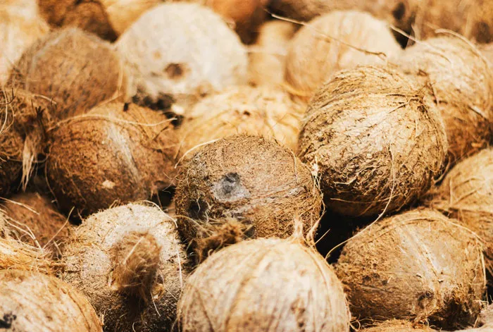Algunos rituales hindúes implican golpear cocos