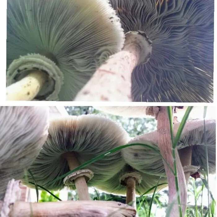 Do Mushrooms Count?