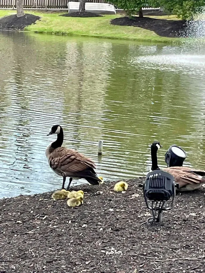 Robo Goose
