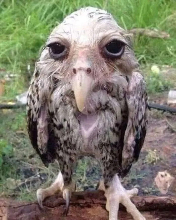 Bad Feather Day
