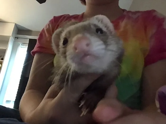 My Ferret Noodle